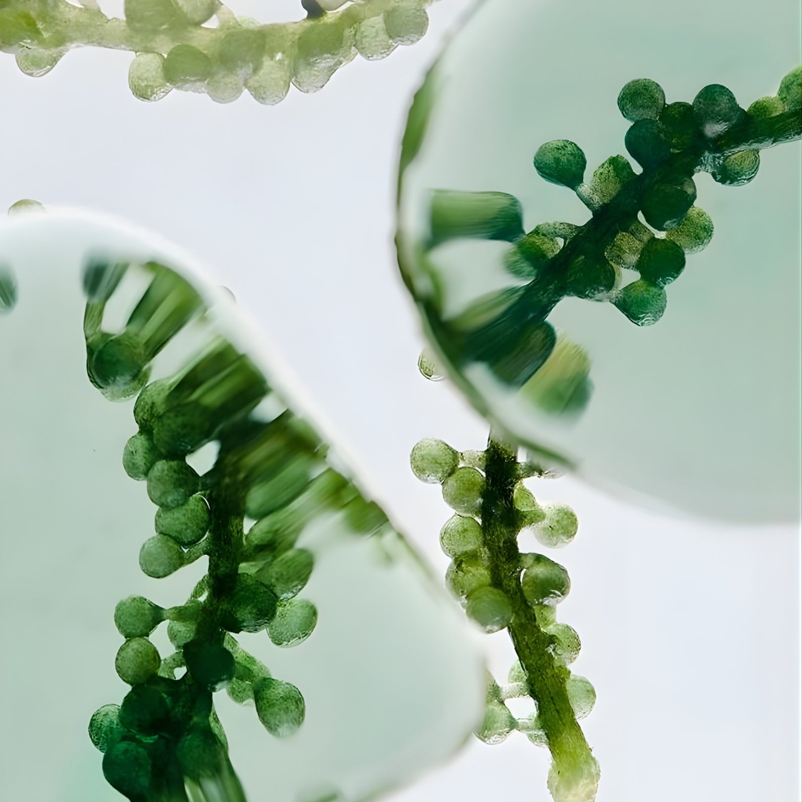 Magnesium Bisglycinate: Why This One Mineral Changes Everything.